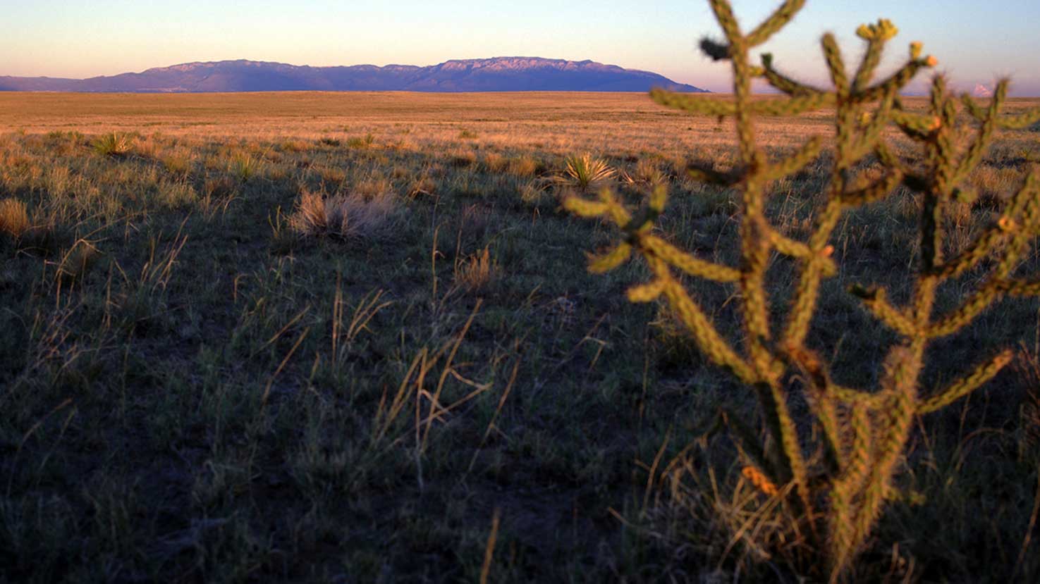 A desert landscape at sunset with a cactus plant in the foreground. The ground is covered in sparse vegetation, and the horizon features distant mountains under a clear sky transitioning from blue to orange tones.