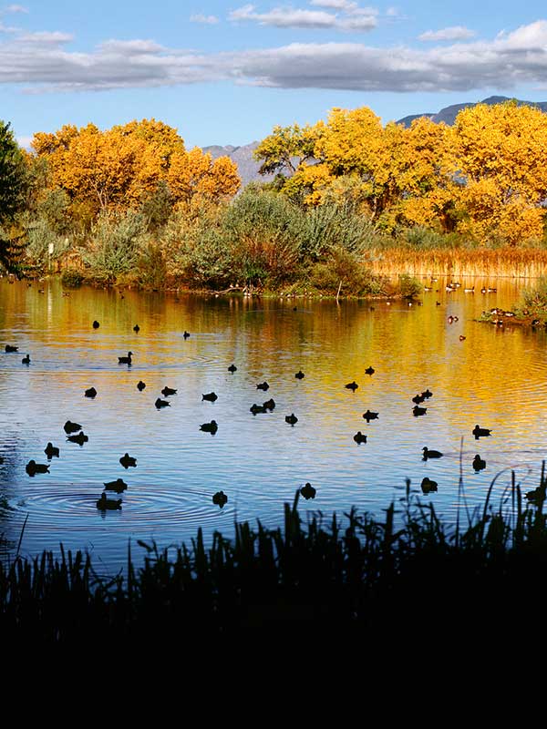 A serene lake scene with numerous ducks swimming in the water. Surrounding trees display vibrant yellow autumn foliage. The landscape extends to distant mountains under a sky with scattered clouds.